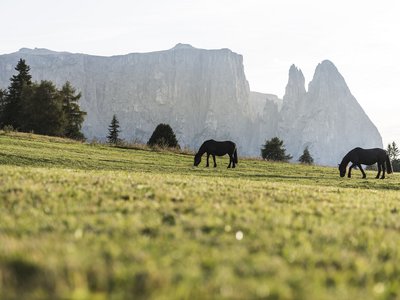 Rifugio Bolzano: un’escursione sullo Sciliar Rifugio Bolzano: un’escursione sullo Sciliar